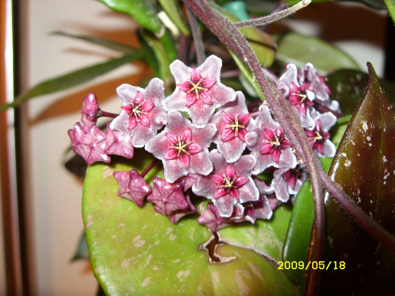 hoya pubicalyx ..