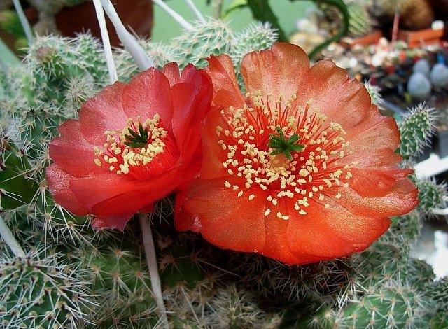 airampoa multiareolata