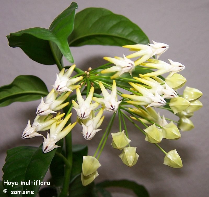 Hoya multiflor