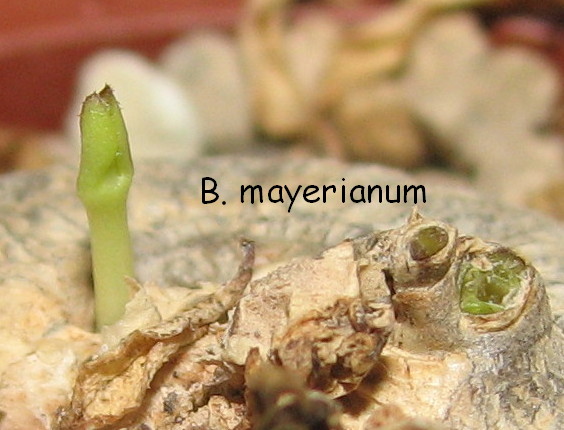 B. mayerianum