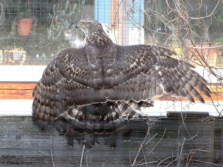 02 Habicht 02.jpg