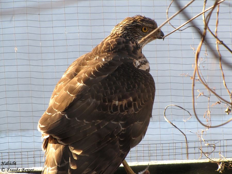 Habicht