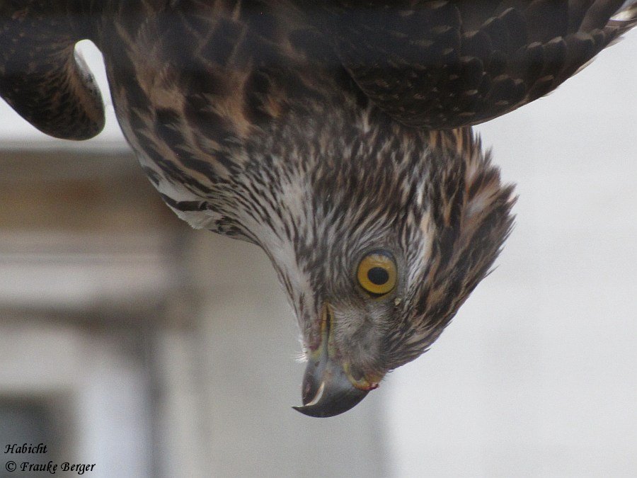Habicht