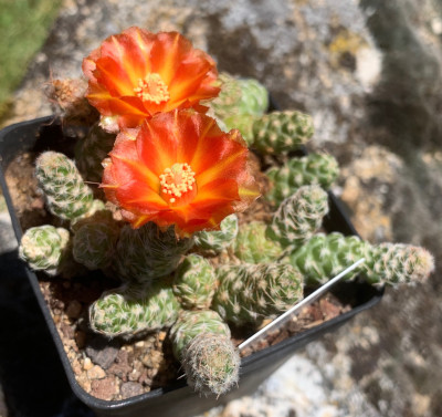 Tephrocactus abditus_low.jpg
