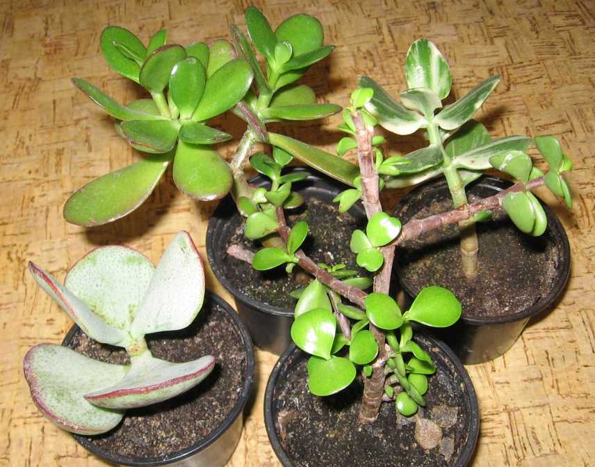 Crassula aborescens, C. ovata, Portulacaria afra, C. ovata &quot;Lemon &amp; Lime&quot;