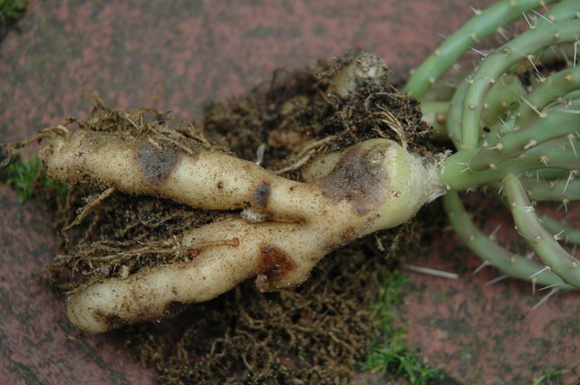 Opuntia_chaffeyi_2009_01_100.jpg