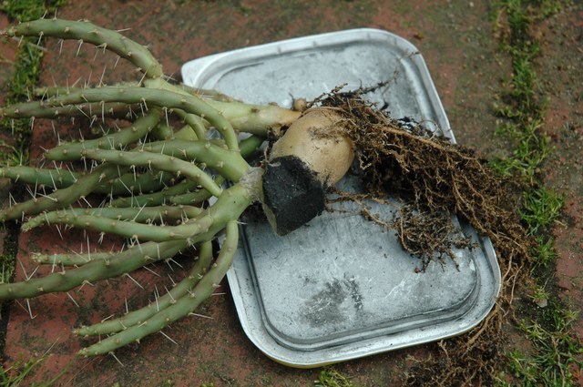 Opuntia_chaffeyi_2009_04_100.jpg