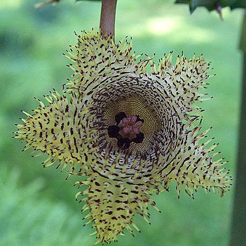 Die Blüte dieser Pflanze ist sehr schön, der Name leider unklar. thai