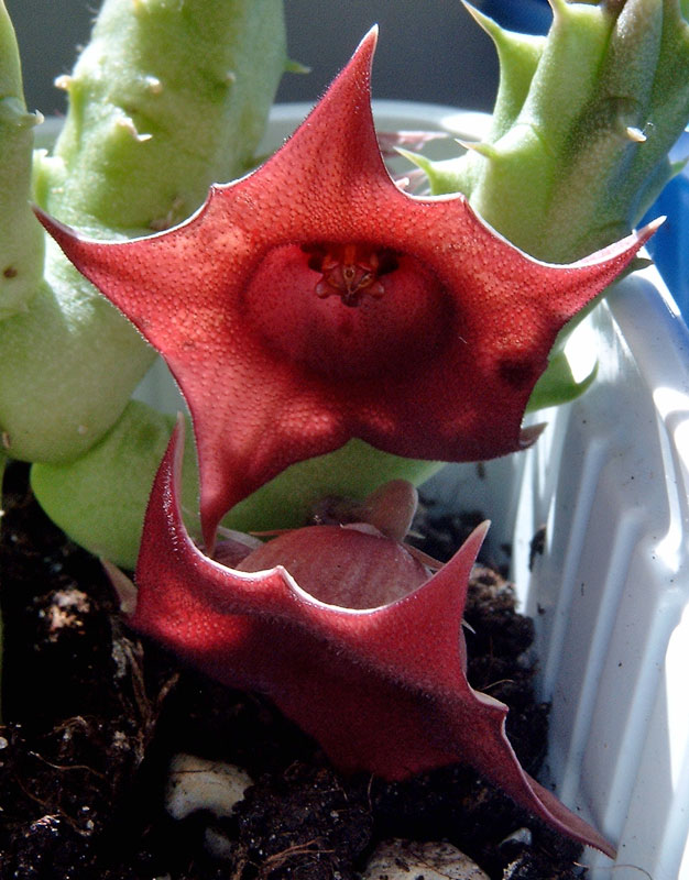 huernia_bluete.jpg