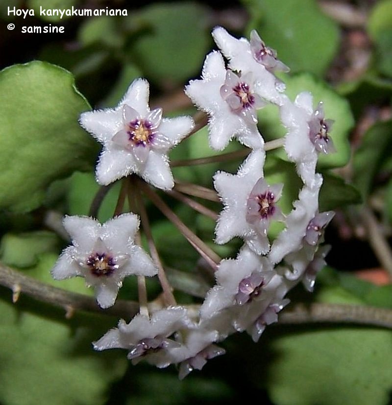 Hoya kanyakumariana