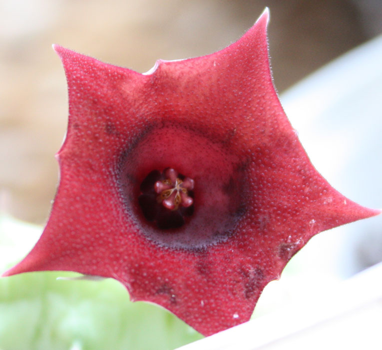 huernia.jpg