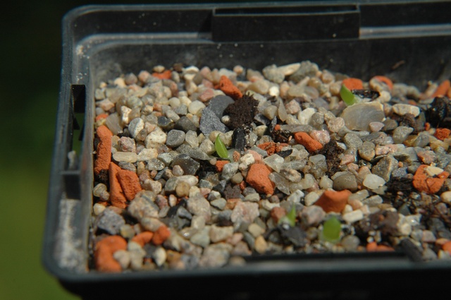 Gasteria_spez_Saemlinge_2009_02_100.jpg