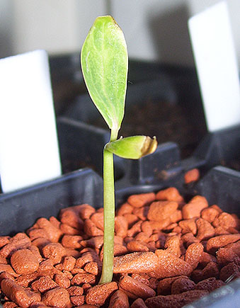 Jatropha podagrica, ca. 10 Tage alt