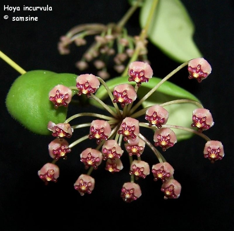 Hoya incurvula
