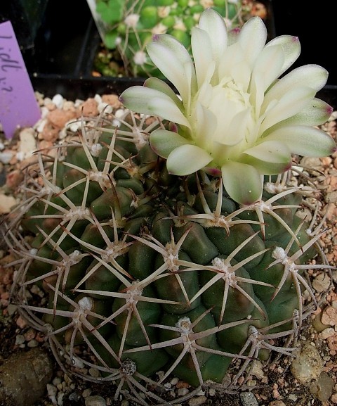 Kopie von Gymnocalycium hamathum, 07.09.JPG