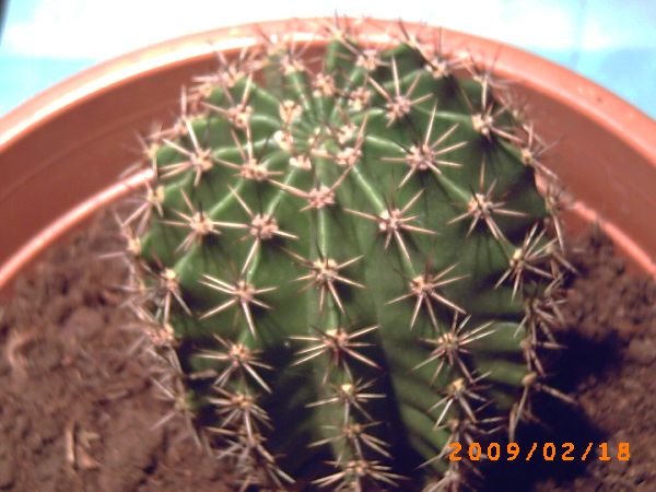 kaktus 001.jpg