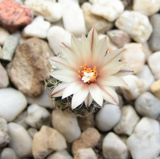 Turbinicarpus.JPG