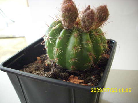 DSCI0252.JPG