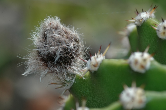 Echinopsis_Conny_Knospe2_2009__100.jpg