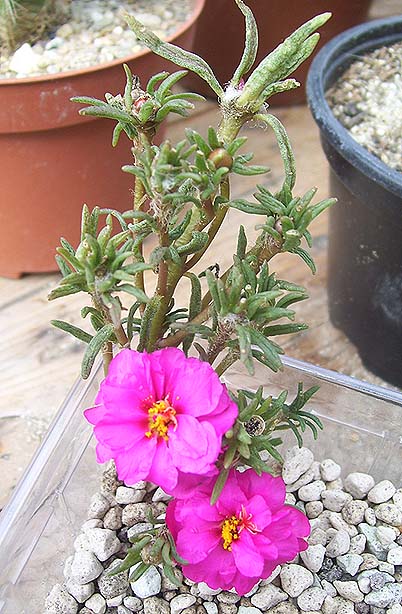 unbekannt_140809.jpg