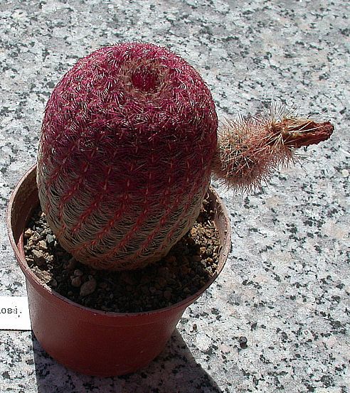 200908_Echinocereus_rigidissimus_ssp_rubispinus_LO88_003.jpg