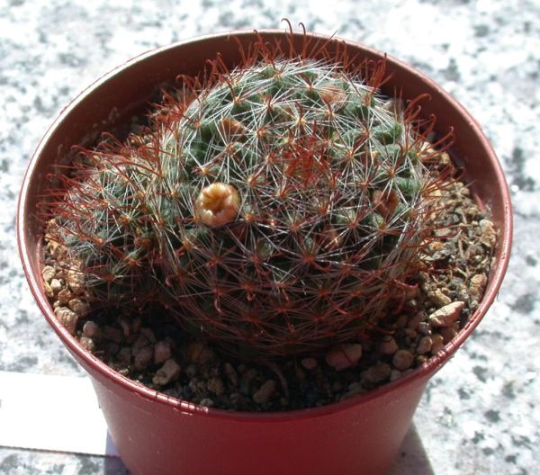 200908_mammillaria_wildii_SP144_001.jpg