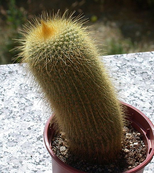 200908_Notocactus_leninghausii_004.jpg