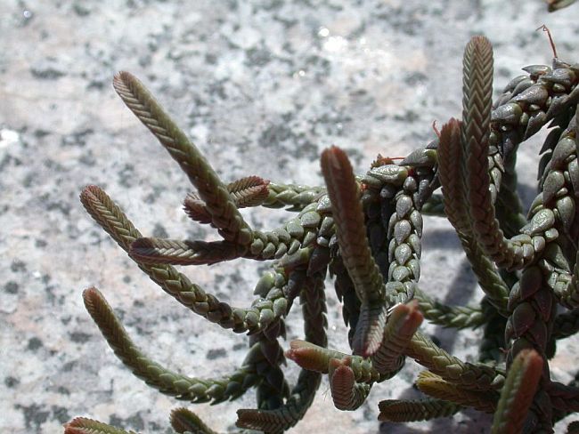 200908_Crassula_muscosa_004.jpg