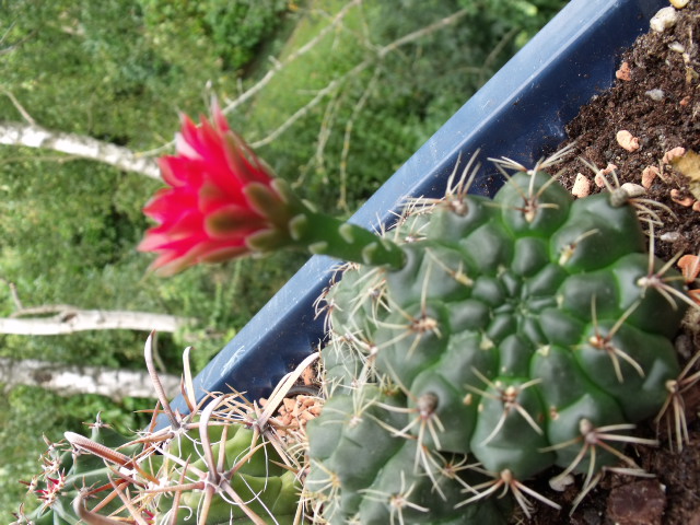 DSCF0616.JPG