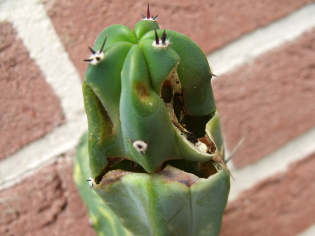 DSCF0758.JPG
