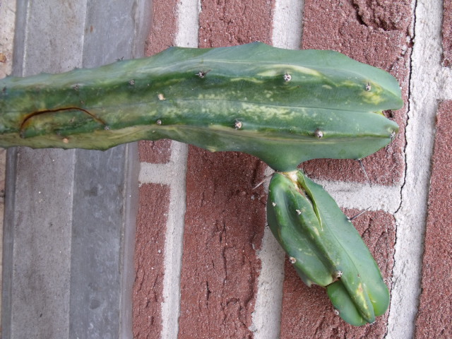 DSCF0770.JPG