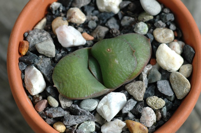 Gasteria_armstrongii_2009_100.jpg