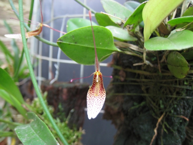 Restrepia