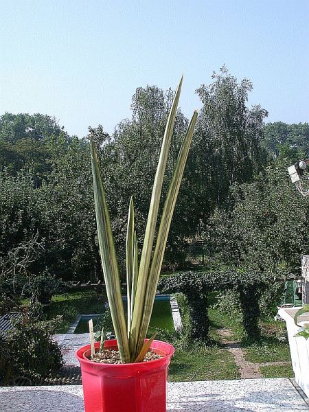 Sansevieria trifasciata Zeylanica variegata