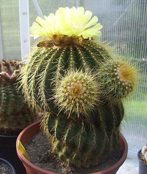 Notocactus (Eriocactus) warasii