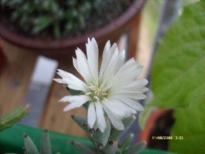 T.mirabile_400x300.JPG