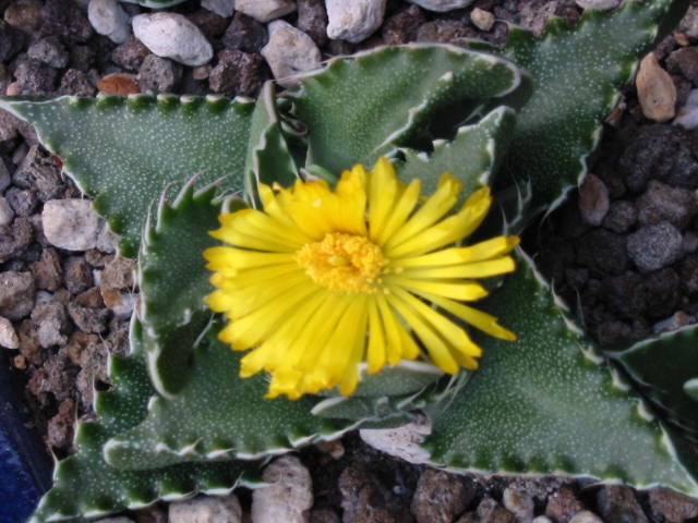 Blüte 581.jpg