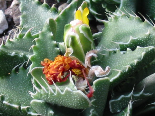 Blüte 638.jpg
