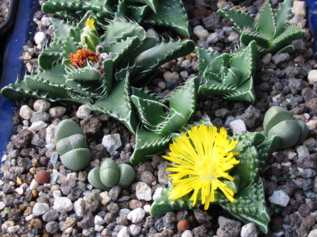 Blüte 635.jpg