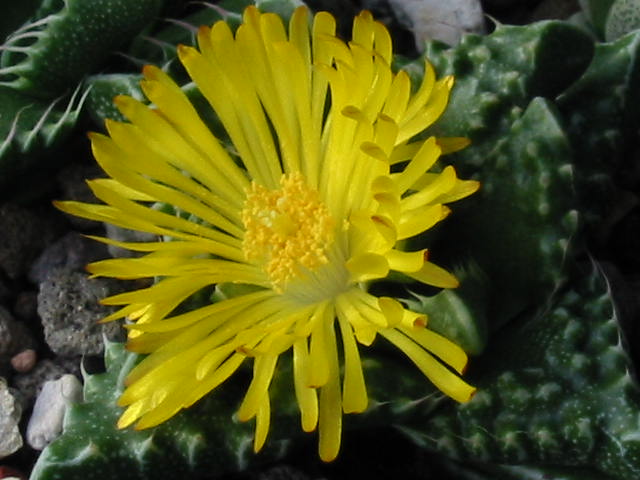 Blüte 636.jpg