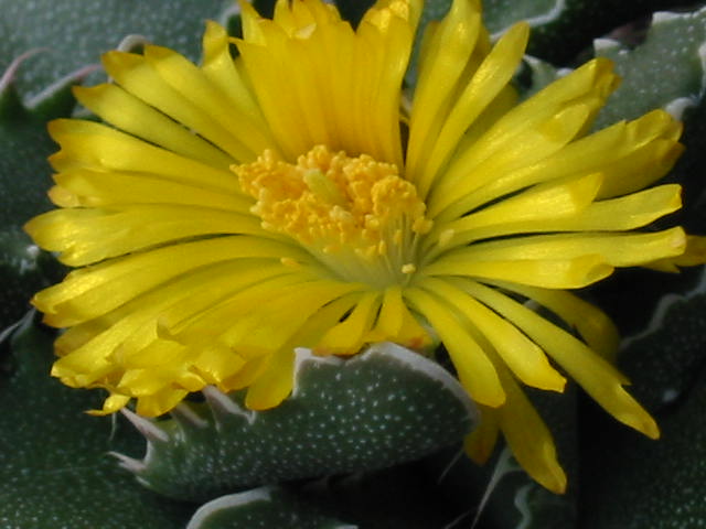Blüte 586.jpg