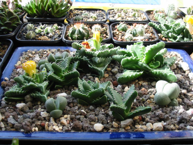 Blüte 674.jpg