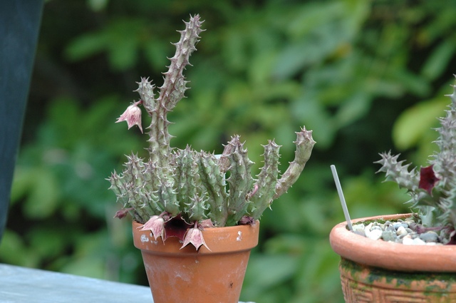 Huernia_1_100.jpg