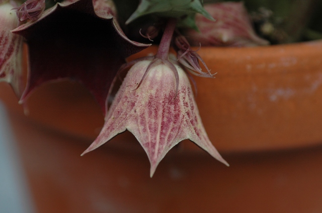 Huernia_1_Bluete_aussen_100.jpg