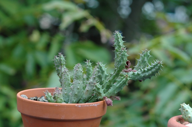 Huernia_3_100.jpg