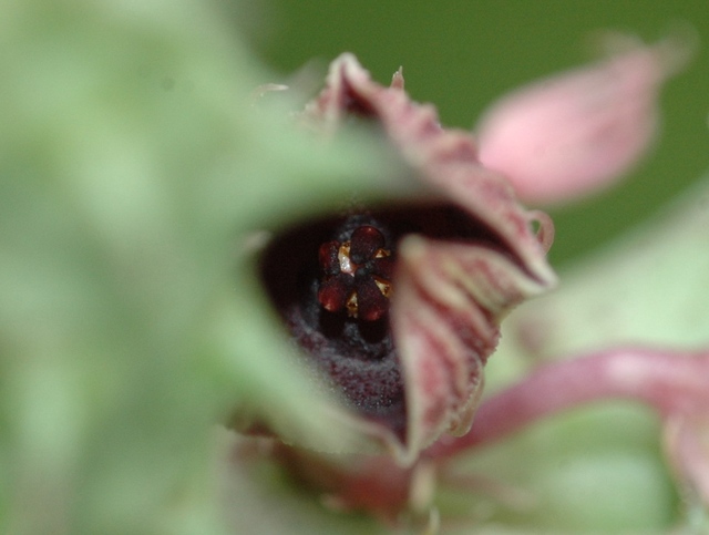 Huernia_3_Bluete_Z_100.jpg