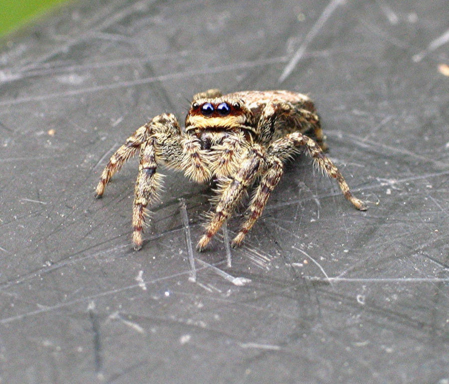 SpinneRindenspringspinne (1).jpg