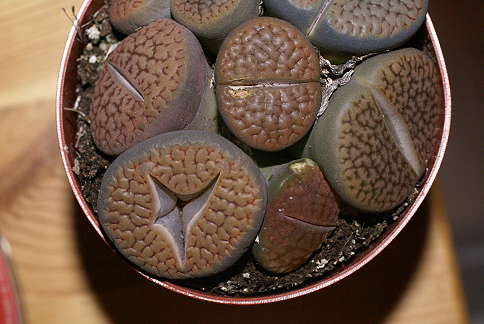 lithops.jpg