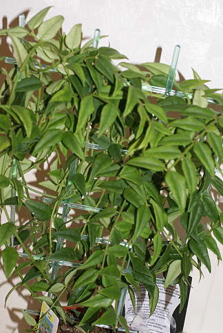 hoya1.jpg