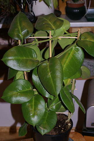 hoya2.jpg